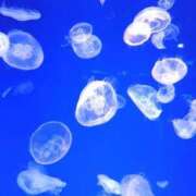 ヒメ日記 2025/07/07 21:53 投稿 ほんわかする『とき』 ESSENCE