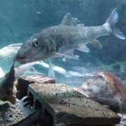 ヒメ日記 2025/07/24 18:53 投稿 ほんわかする『とき』 ESSENCE