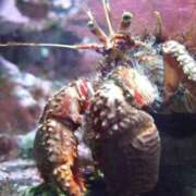 ヒメ日記 2025/09/22 09:25 投稿 ほんわかする『とき』 ESSENCE