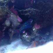 ヒメ日記 2025/09/27 14:56 投稿 ほんわかする『とき』 ESSENCE