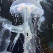 ヒメ日記 2025/10/27 12:16 投稿 ほんわかする『とき』 ESSENCE