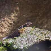 ヒメ日記 2025/10/27 20:01 投稿 ほんわかする『とき』 ESSENCE