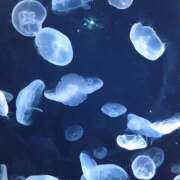 ヒメ日記 2025/10/29 12:16 投稿 ほんわかする『とき』 ESSENCE