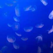 ヒメ日記 2025/11/01 16:30 投稿 ほんわかする『とき』 ESSENCE