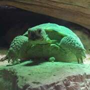 ヒメ日記 2025/11/02 23:01 投稿 ほんわかする『とき』 ESSENCE