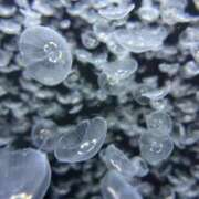 ヒメ日記 2025/11/03 16:53 投稿 ほんわかする『とき』 ESSENCE