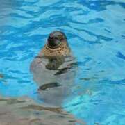 ヒメ日記 2025/11/05 12:16 投稿 ほんわかする『とき』 ESSENCE