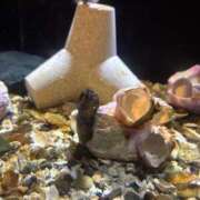 ヒメ日記 2025/11/06 13:08 投稿 ほんわかする『とき』 ESSENCE