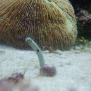 ヒメ日記 2025/11/08 22:47 投稿 ほんわかする『とき』 ESSENCE