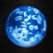 ヒメ日記 2025/11/09 13:35 投稿 ほんわかする『とき』 ESSENCE