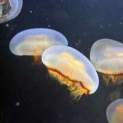 ヒメ日記 2025/11/11 23:35 投稿 ほんわかする『とき』 ESSENCE