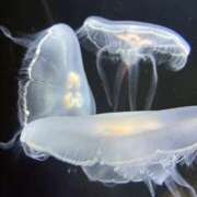 ヒメ日記 2025/11/12 00:01 投稿 ほんわかする『とき』 ESSENCE