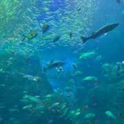 ヒメ日記 2025/11/12 15:02 投稿 ほんわかする『とき』 ESSENCE