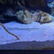 ヒメ日記 2025/11/13 20:01 投稿 ほんわかする『とき』 ESSENCE