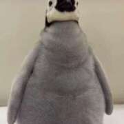 ヒメ日記 2025/11/15 08:00 投稿 ほんわかする『とき』 ESSENCE