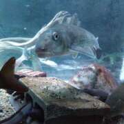 ヒメ日記 2025/11/20 12:16 投稿 ほんわかする『とき』 ESSENCE