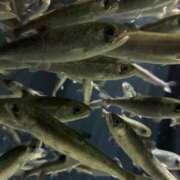 ヒメ日記 2025/11/23 12:05 投稿 ほんわかする『とき』 ESSENCE