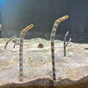 ヒメ日記 2025/11/23 16:08 投稿 ほんわかする『とき』 ESSENCE