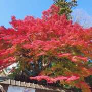 ヒメ日記 2025/11/25 15:20 投稿 ほんわかする『とき』 ESSENCE