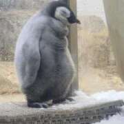 ヒメ日記 2025/11/27 15:00 投稿 ほんわかする『とき』 ESSENCE