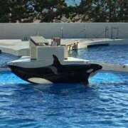 ヒメ日記 2025/11/28 12:04 投稿 ほんわかする『とき』 ESSENCE