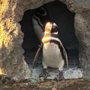 ヒメ日記 2025/12/01 05:24 投稿 ほんわかする『とき』 ESSENCE