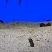 ヒメ日記 2025/12/01 17:37 投稿 ほんわかする『とき』 ESSENCE