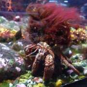 ヒメ日記 2025/12/11 12:03 投稿 ほんわかする『とき』 ESSENCE