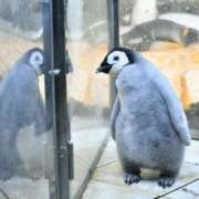 ヒメ日記 2026/01/14 09:56 投稿 ほんわかする『とき』 ESSENCE