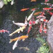 ヒメ日記 2026/02/25 13:35 投稿 ほんわかする『とき』 ESSENCE