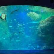 ヒメ日記 2026/02/27 00:00 投稿 ほんわかする『とき』 ESSENCE