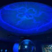 ヒメ日記 2026/03/01 10:31 投稿 ほんわかする『とき』 ESSENCE