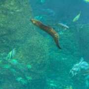 ヒメ日記 2026/03/06 01:02 投稿 ほんわかする『とき』 ESSENCE