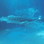 ヒメ日記 2026/03/11 18:27 投稿 ほんわかする『とき』 ESSENCE