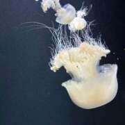 ヒメ日記 2026/03/17 00:00 投稿 ほんわかする『とき』 ESSENCE