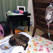 ヒメ日記 2025/07/25 13:07 投稿 いと 多恋人倶楽部（山口）