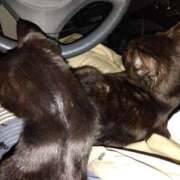 いと 黒猫兄妹♪ 多恋人倶楽部　宇部店