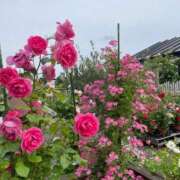 ヒメ日記 2025/06/03 09:43 投稿 ひめあ The White