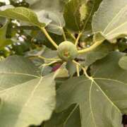 ヒメ日記 2025/10/26 11:23 投稿 紅葉(もみじ) エッチな熟女(広島)