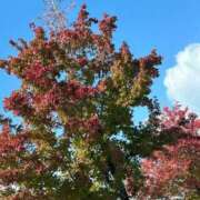 ヒメ日記 2025/11/07 07:50 投稿 紅葉(もみじ) エッチな熟女(広島)