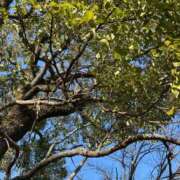 ヒメ日記 2026/01/19 08:42 投稿 紅葉(もみじ) エッチな熟女(広島)