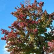 ヒメ日記 2026/02/04 06:40 投稿 紅葉(もみじ) エッチな熟女(広島)