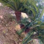 ヒメ日記 2026/02/17 14:30 投稿 紅葉(もみじ) エッチな熟女(広島)