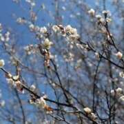 すみれ やっと3日目！ ぺろぺろベロベロ専科 ぺろんちょ