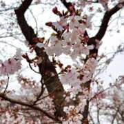 すみれ 春ですね🌸 ぺろぺろベロベロ専科 ぺろんちょ