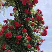 ヒメ日記 2025/01/05 12:06 投稿 なつな 美熟女倶楽部Hip's 春日部店