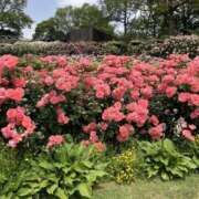 ヒメ日記 2025/03/09 18:42 投稿 なつな 美熟女倶楽部Hip's 春日部店