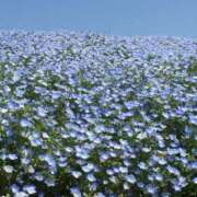 ヒメ日記 2025/04/10 18:25 投稿 なつな 美熟女倶楽部Hip's 春日部店