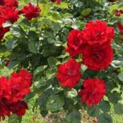 ヒメ日記 2025/10/03 17:34 投稿 なつな 美熟女倶楽部Hip's 春日部店