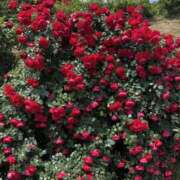 ヒメ日記 2025/12/27 18:52 投稿 なつな 美熟女倶楽部Hip's 春日部店